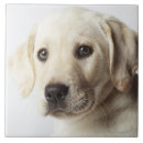 Suche nach blonde fliesen Hund