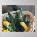 Suche nach zucchini poster Squash