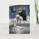Suche nach retrieverwelpe Hunde