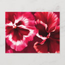 Suche nach stiefmütterchen postkarten Stillleben