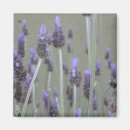 Suche nach kräuter magnete Lavendel