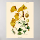 Suche nach ginkgo biloba kunst poster Illustration