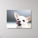 Suche nach chihuahua leinwandbilder Veterinärbüro