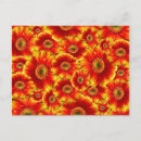 Suche nach bündel postkarten Blume