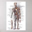 Suche nach anatomie poster Venen