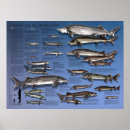 Suche nach 18x24 poster Fisch