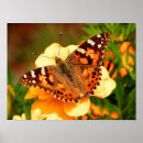 Suche nach brauner schmetterling poster Orange