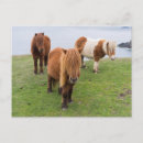 Suche nach shetland pony poster Dunkel