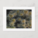 Suche nach joshua baum poster Wüste