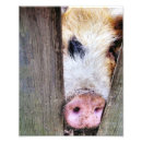 Suche nach schwein niedlich poster Spaß