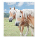 Suche nach haflinger geschenke Reiten