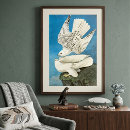 Suche nach gyrfalcon poster Greifvögel