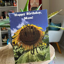 Suche nach sonnenblume karten Sonnenblumen foto