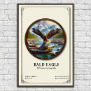 Suche nach weißkopfseeadler poster Vogel
