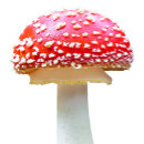 Suche nach pilz schürzen Nahrung