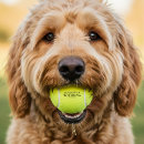 Suche nach lustige tennis bälle Für haustiere
