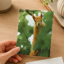 Suche nach rotes eichhörnchen postkarten Waldtier