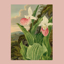 Suche nach vintage orchidee poster Schön