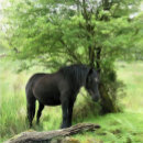 Suche nach pferd schneidebrettchen Reiten