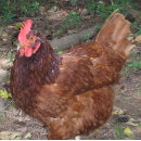 Suche nach kopf fliesen Natur