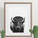 Suche nach weißer bison poster Büffel