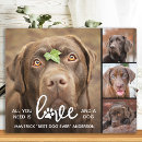 Suche nach hunde fotoplatten Foto collage