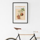 Suche nach für botaniker poster Obst