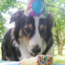 Suche nach lustige hüte karten Niedlicher hund