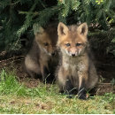 Suche nach geschwister postkarten Natur