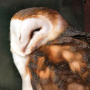 Suche nach raubvogel puzzle Tierwelt