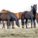 Suche nach pferd fliesen Tier