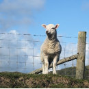 Suche nach niedliche schafe buttons Mutterschafe