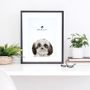 Suche nach shih tzu hunde poster Pfotendruck