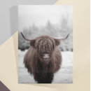 Suche nach highland cow postkarten Kuh