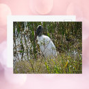 Suche nach storch postkarten Florida