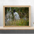 Suche nach storch poster Natur