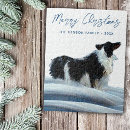 Suche nach border collie puzzle Schnee