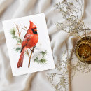 Suche nach roter kardinal postkarten Singvogel