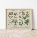 Suche nach altmodisch poster Pflanze