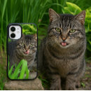 Suche nach tabby hüllen Katzenklumpen
