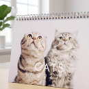 Suche nach lustige katze kalender Kätzchen