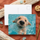 Suche nach golden retriever welpe postkarten Generativer inhalt