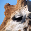 Suche nach giraffe poster Natur