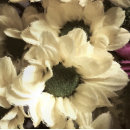 Suche nach chrysantheme poster Hübsch