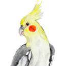 Suche nach cockatiel aufkleber Kakatiel