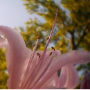 Suche nach rosa aquarell leinwandbilder Sommer