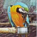 Suche nach papagei leinwandbilder Niedlich