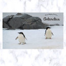 Suche nach die pinguine von der antarktis postkarten Vögel