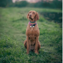 Suche nach lustige tiere hundezubehör Welpe