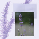 Suche nach flieder kleine grußkarten Blumen